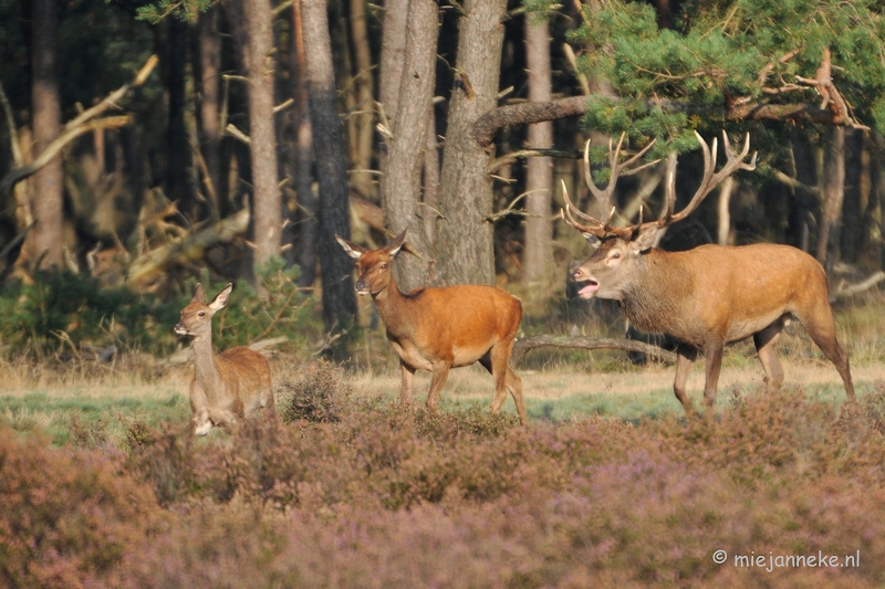 DSC_7661.JPG - Bronstijd Veluwe