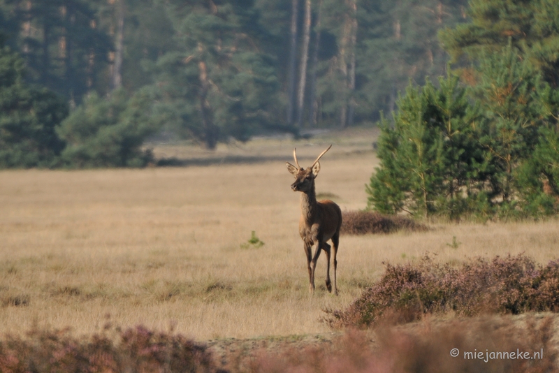 DSC_7671.JPG - Bronstijd Veluwe