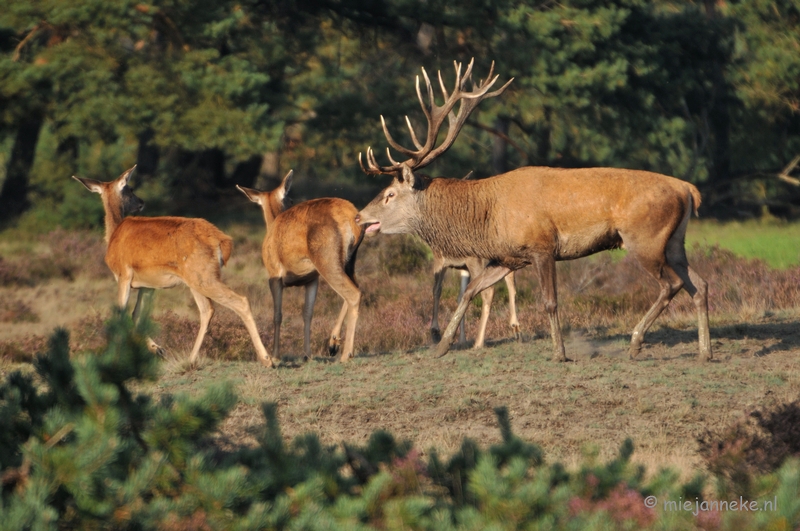 DSC_7673.JPG - Bronstijd Veluwe