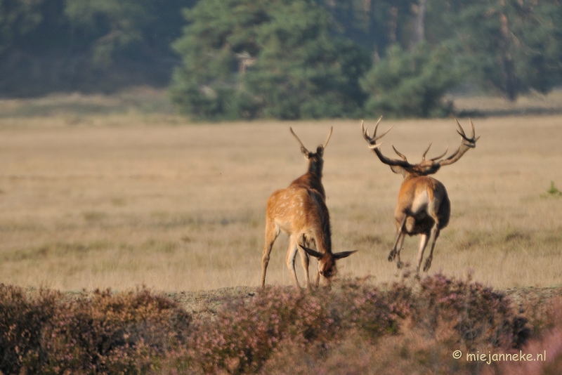 DSC_7676.JPG - Bronstijd Veluwe