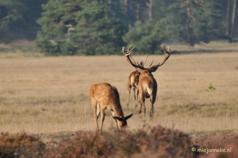 DSC_7677.JPG - Bronstijd Veluwe