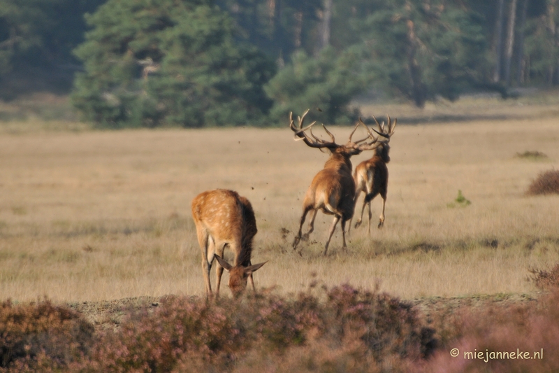 DSC_7678.JPG - Bronstijd Veluwe