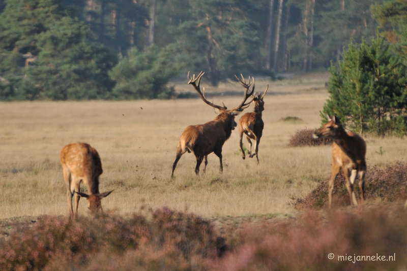 DSC_7679.JPG - Bronstijd Veluwe