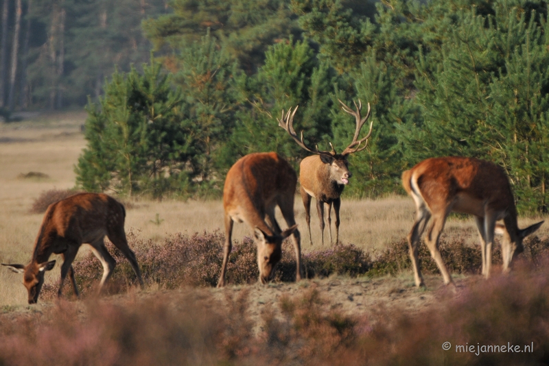 DSC_7680.JPG - Bronstijd Veluwe