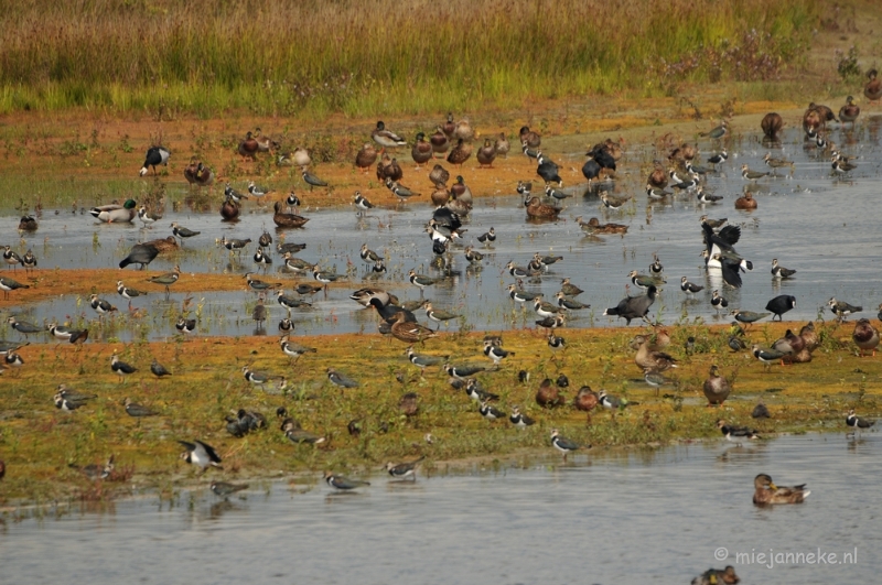 DSC_4135.JPG - Meer als 10 soorten vogels