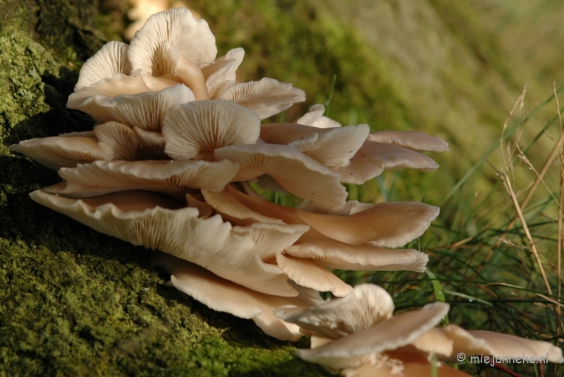 DSC_3342.JPG - Veluwe