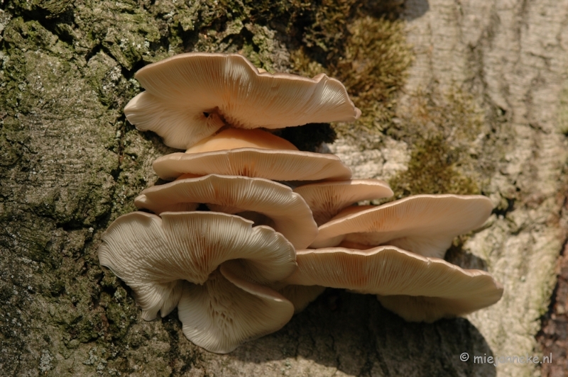 DSC_3346.JPG - Veluwe