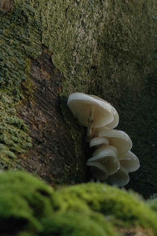 DSC_3369.JPG - Veluwe