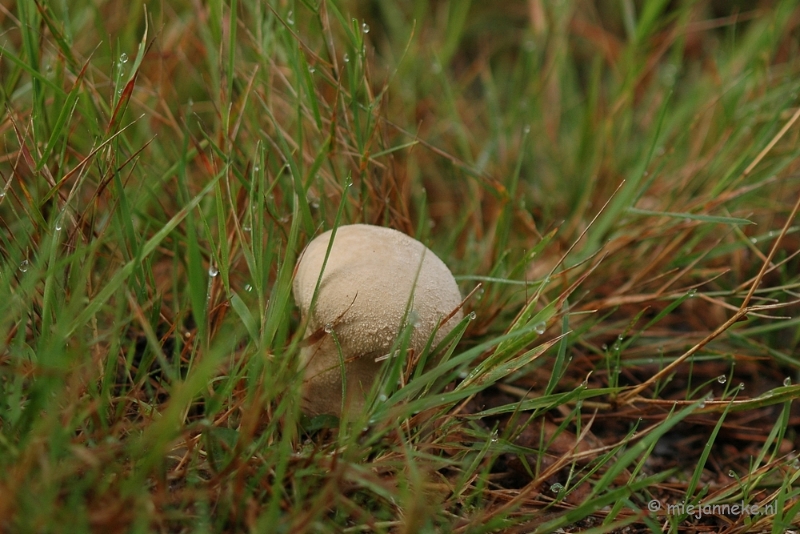 DSC_3422.JPG - Veluwe