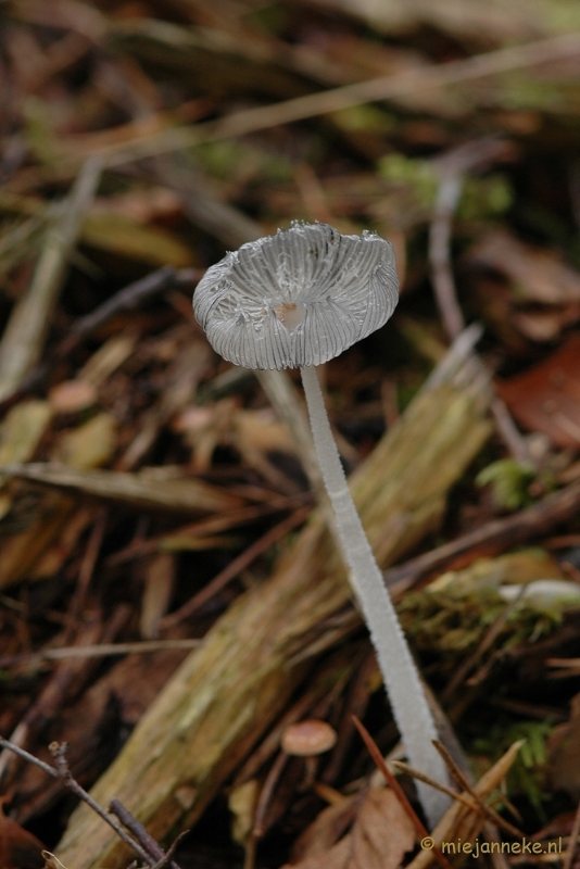 DSC_3439.JPG - Veluwe