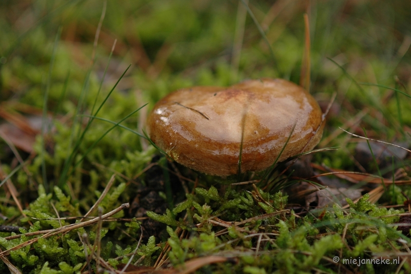 DSC_3472.JPG - Veluwe