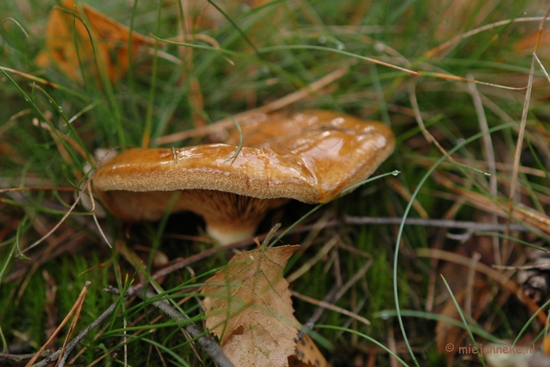 DSC_3473.JPG - Veluwe