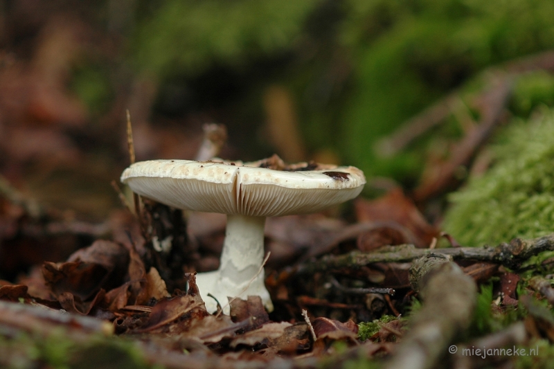 DSC_3489.JPG - Veluwe