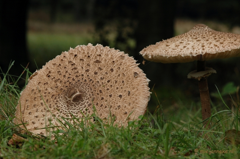 DSC_3615.JPG - Veluwe