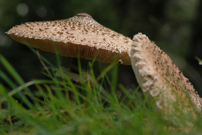 DSC_3627.JPG - Veluwe