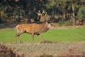 De Veluwe bronstijd 2 September