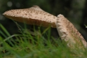 Paddestoelen op de Veluwe 2