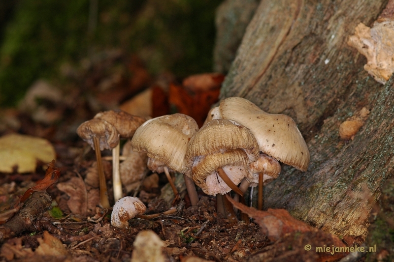 DSC_0247.JPG - Hubertusbossen  Heeze