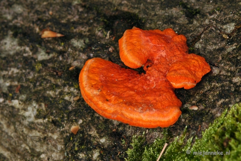 DSC_0284.JPG - Hubertusbossen  Heeze