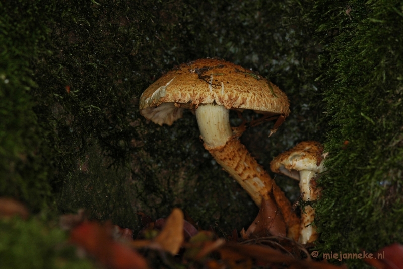 DSC_0358.JPG - Hubertusbossen  Heeze