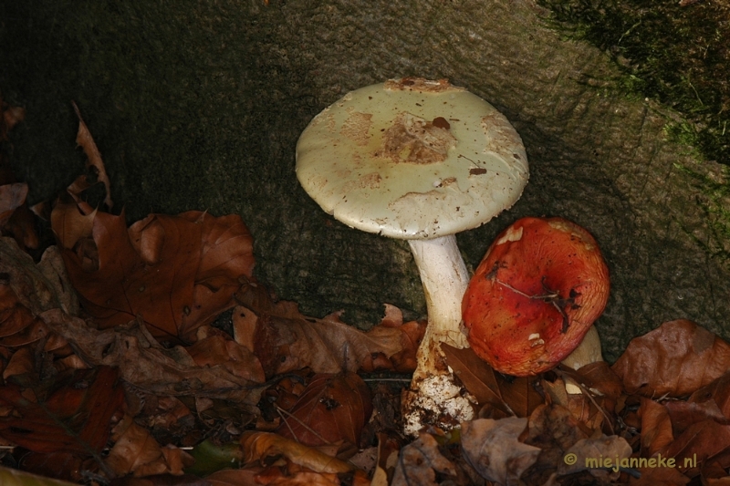 DSC_0371.JPG - Hubertusbossen  Heeze