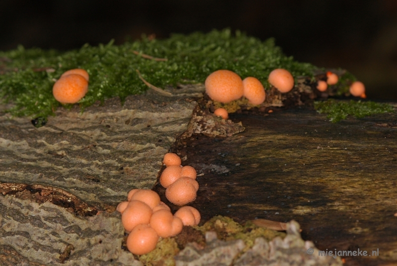 DSC_0408.JPG - Hubertusbossen  Heeze