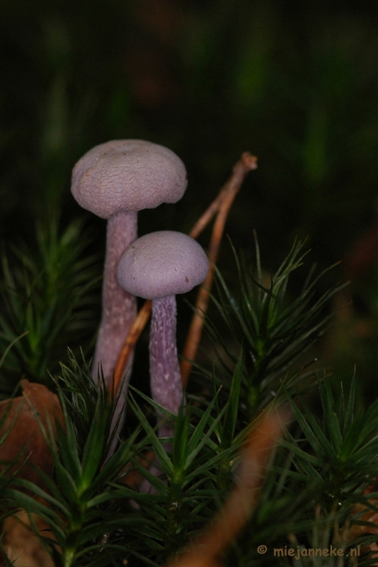 DSC_0450.JPG - Hubertusbossen  Heeze