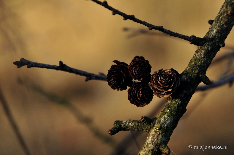 _DSC3702.JPG - Snertwandeling Laurabossen