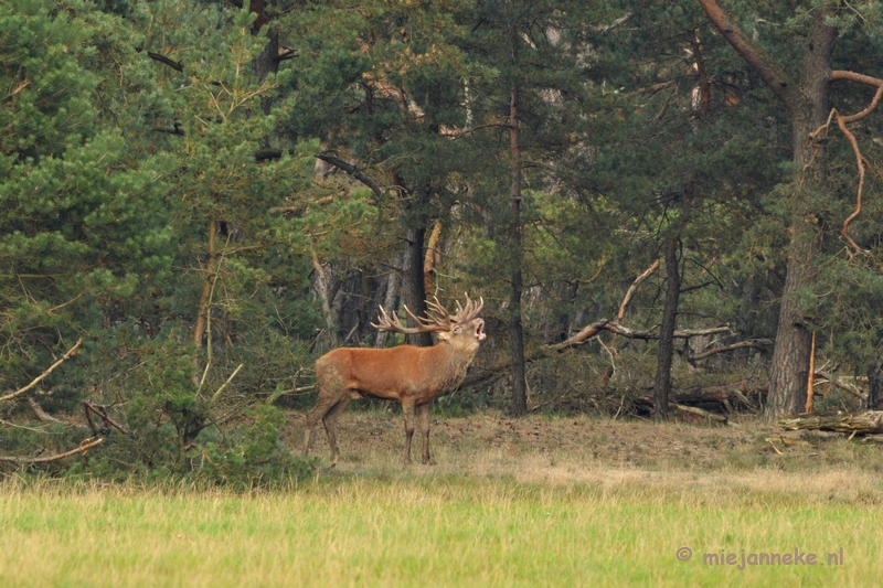 DSC_1687.JPG - Brons Veluwe