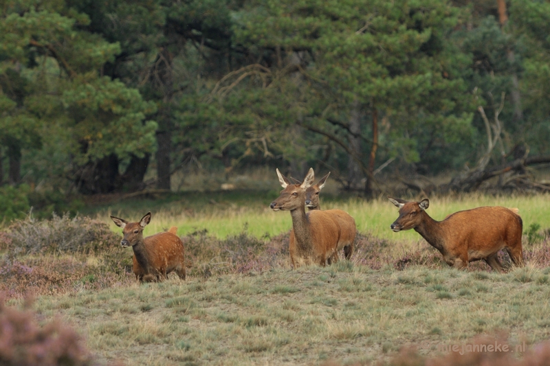 DSC_1712.JPG - Brons Veluwe