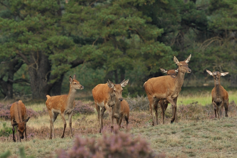 DSC_1714.JPG - Brons Veluwe