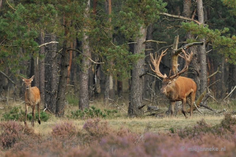 DSC_1729.JPG - Brons Veluwe