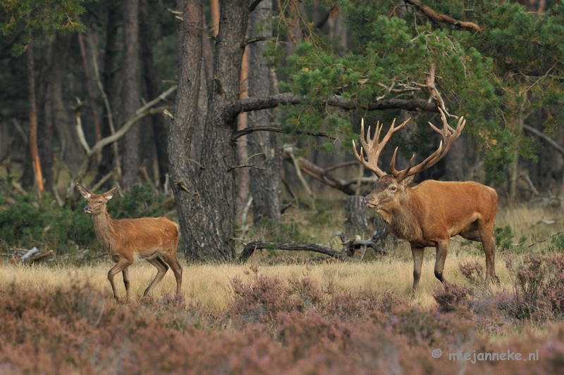 DSC_1732.JPG - Brons Veluwe