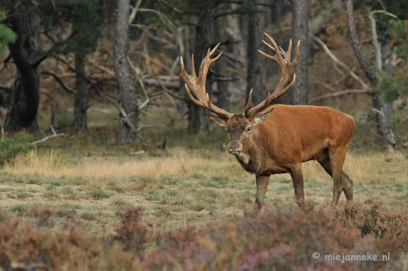 DSC_1745.JPG - Brons Veluwe