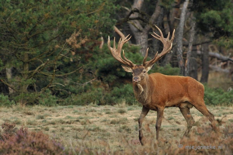 DSC_1748.JPG - Brons Veluwe