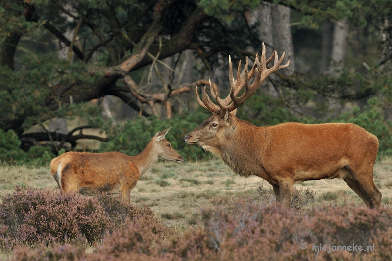 DSC_1764.JPG - Brons Veluwe