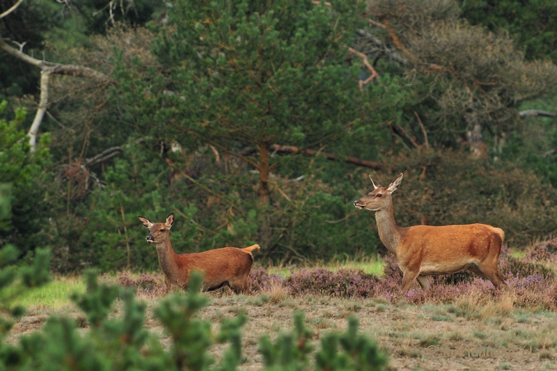 DSC_1788.JPG - Brons Veluwe