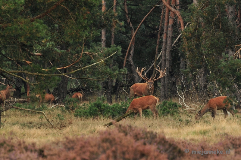 DSC_1821.JPG - Brons Veluwe