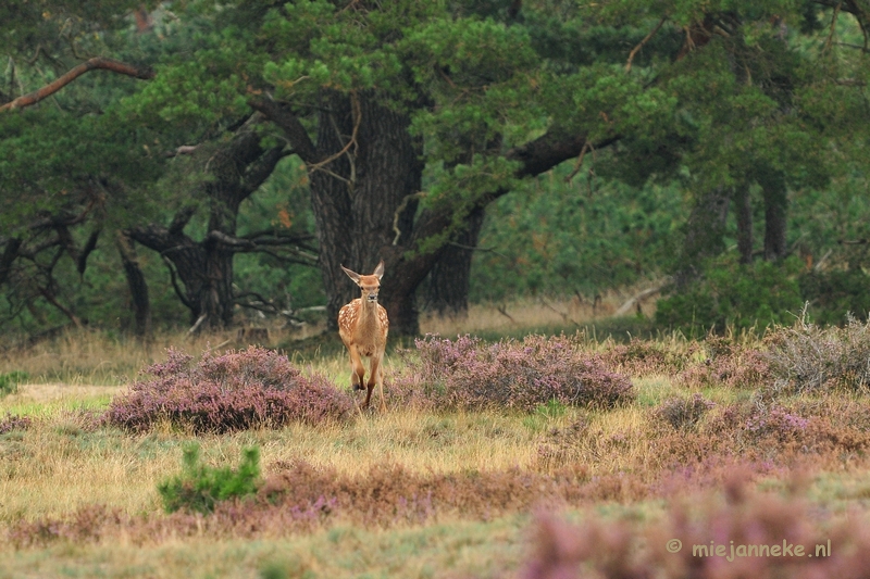 DSC_1851.JPG - Brons Veluwe