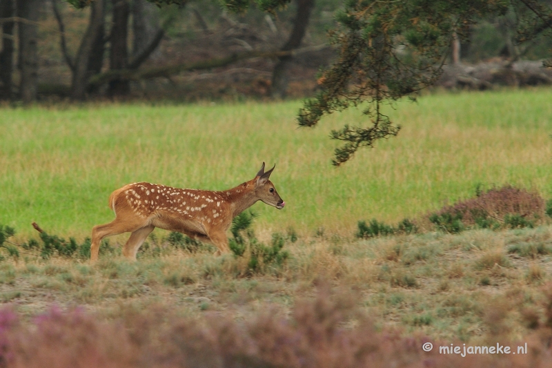 DSC_1861.JPG - Brons Veluwe