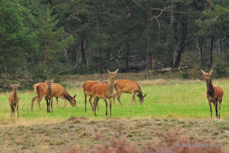 DSC_1864.JPG - Brons Veluwe