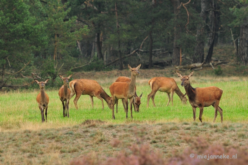 DSC_1867.JPG - Brons Veluwe