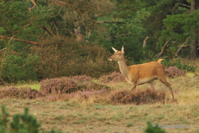 DSC_1912.JPG - Brons Veluwe