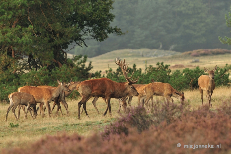 DSC_1965.JPG - Brons Veluwe