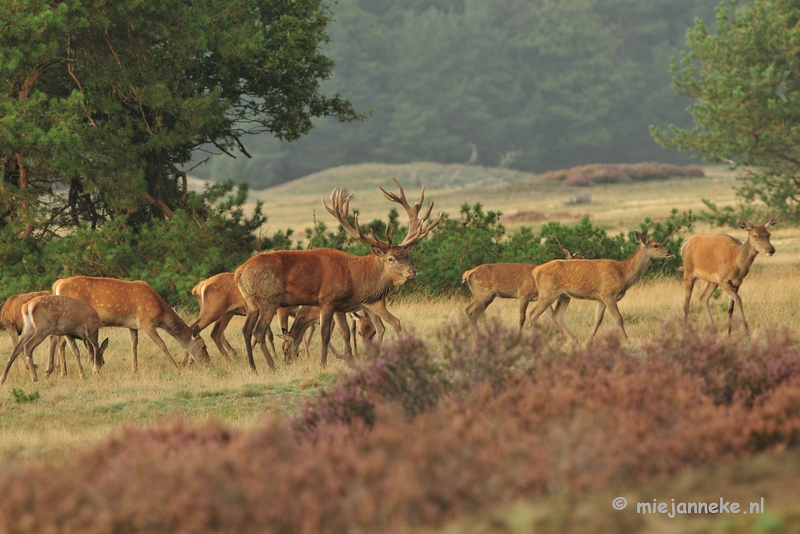 DSC_1969.JPG - Brons Veluwe