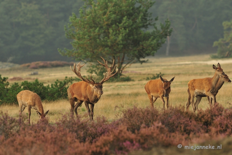 DSC_1982.JPG - Brons Veluwe