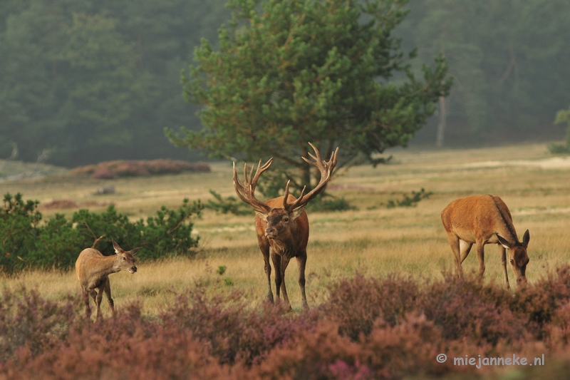 DSC_1983.JPG - Brons Veluwe