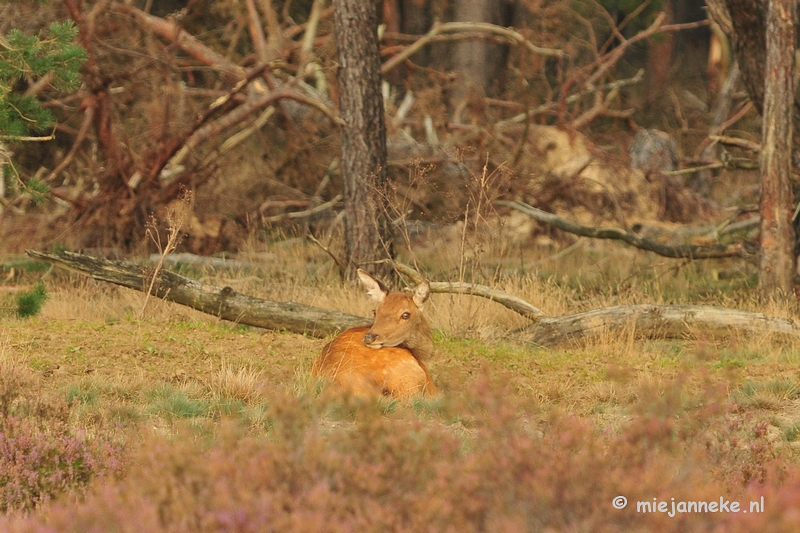 DSC_2017.JPG - Brons Veluwe