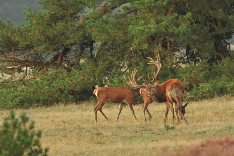 DSC_2044.JPG - Brons Veluwe