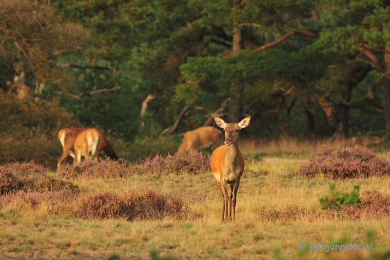 DSC_2101.JPG - Brons Veluwe